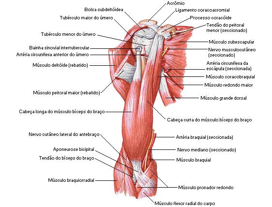 Os músculos do braço  Bíceps e Tríceps - MYPROTEIN™