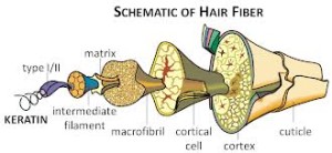 keratin hair structure