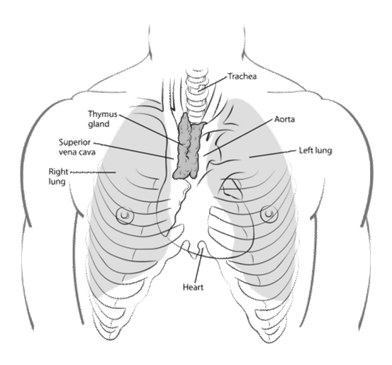 A diagram showing the thymus