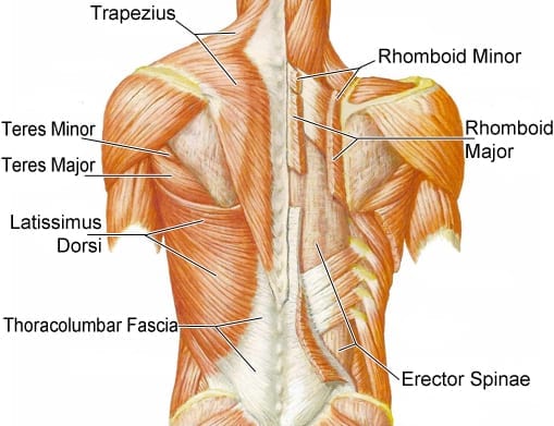 Nugaros raumenų anatomija