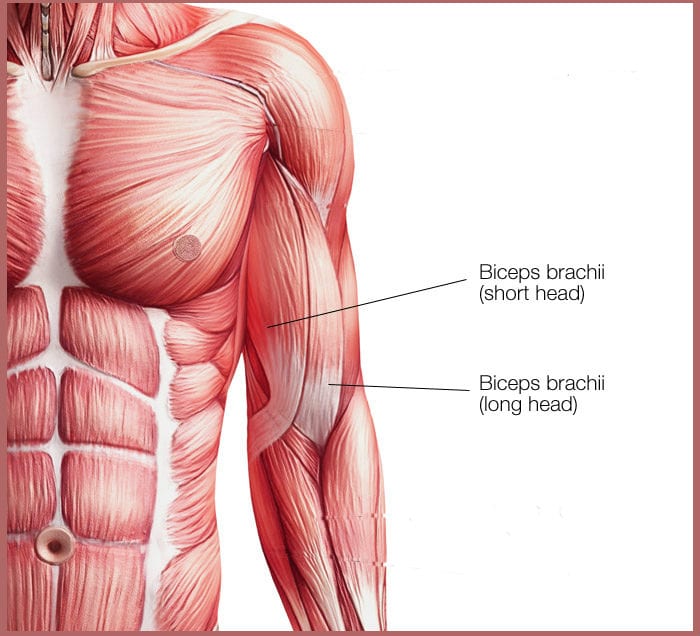 biceps anatomy 