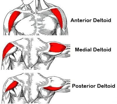 Shoulder Anatomy 6 Exercises For Shoulder Size And Strength Myprotein