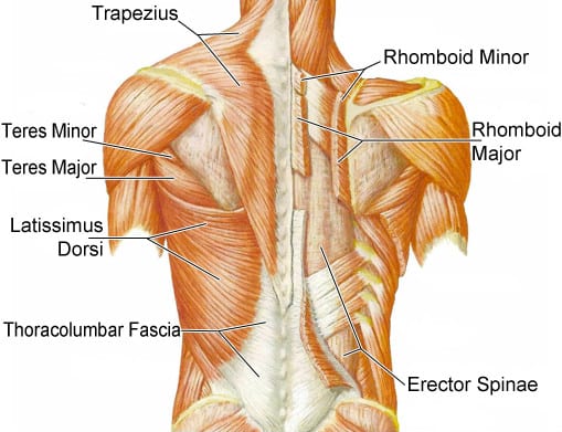 nugaros anatomija