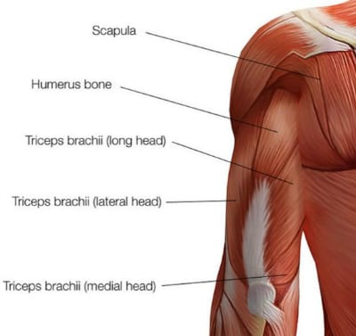 triceps anatomy