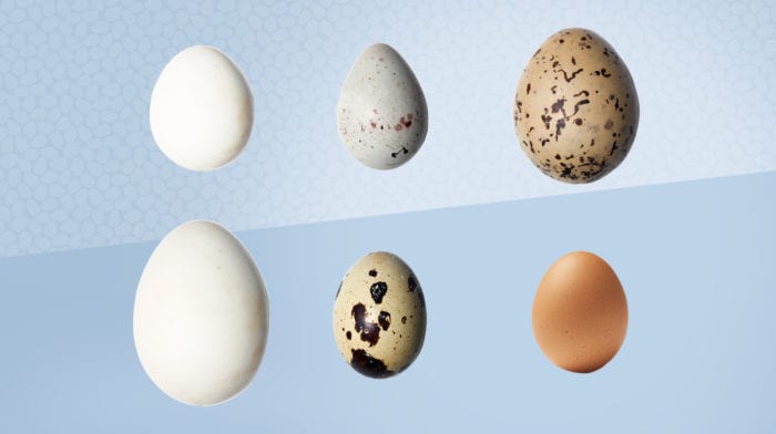 A tojás előnyei húsvétkor | Tojások fehérjetartalma