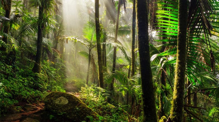 Dschungelfieber: Hier sind 7 der schönsten Regenwald-Reiseziele der Welt!