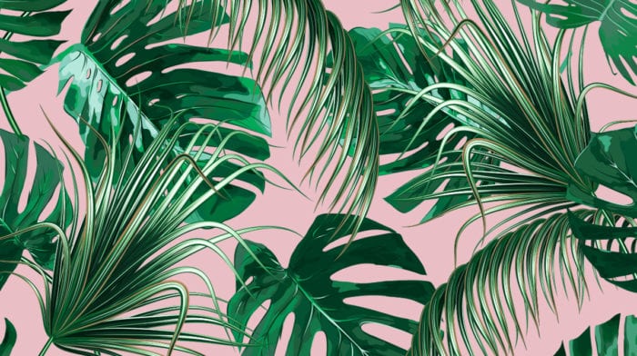 Dschungelfeeling zu Hause: Für diese Zimmerpflanzen brauchst du keinen grünen Daumen