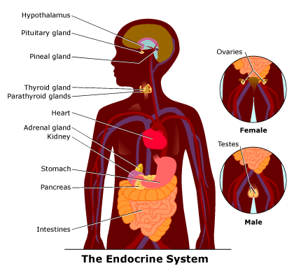 endocrine-system