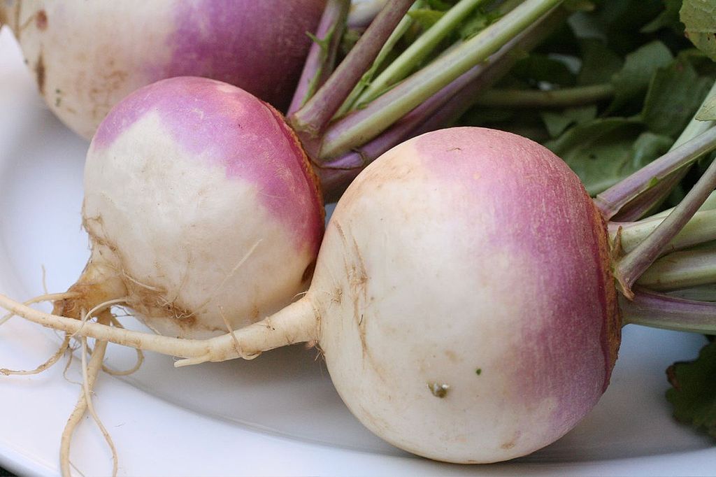 Purple Turnips -- A Healthy Fall Food