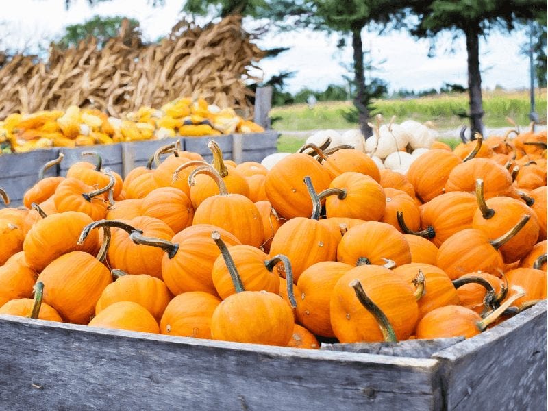 A cart full of fall pumpkins