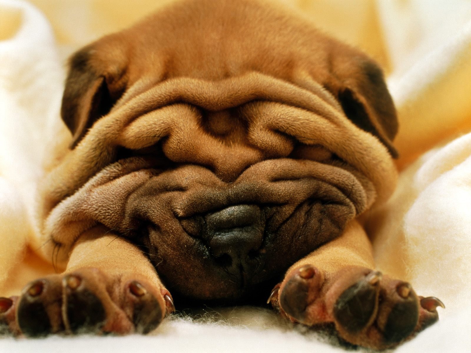 Wrinkly Puppy Dog