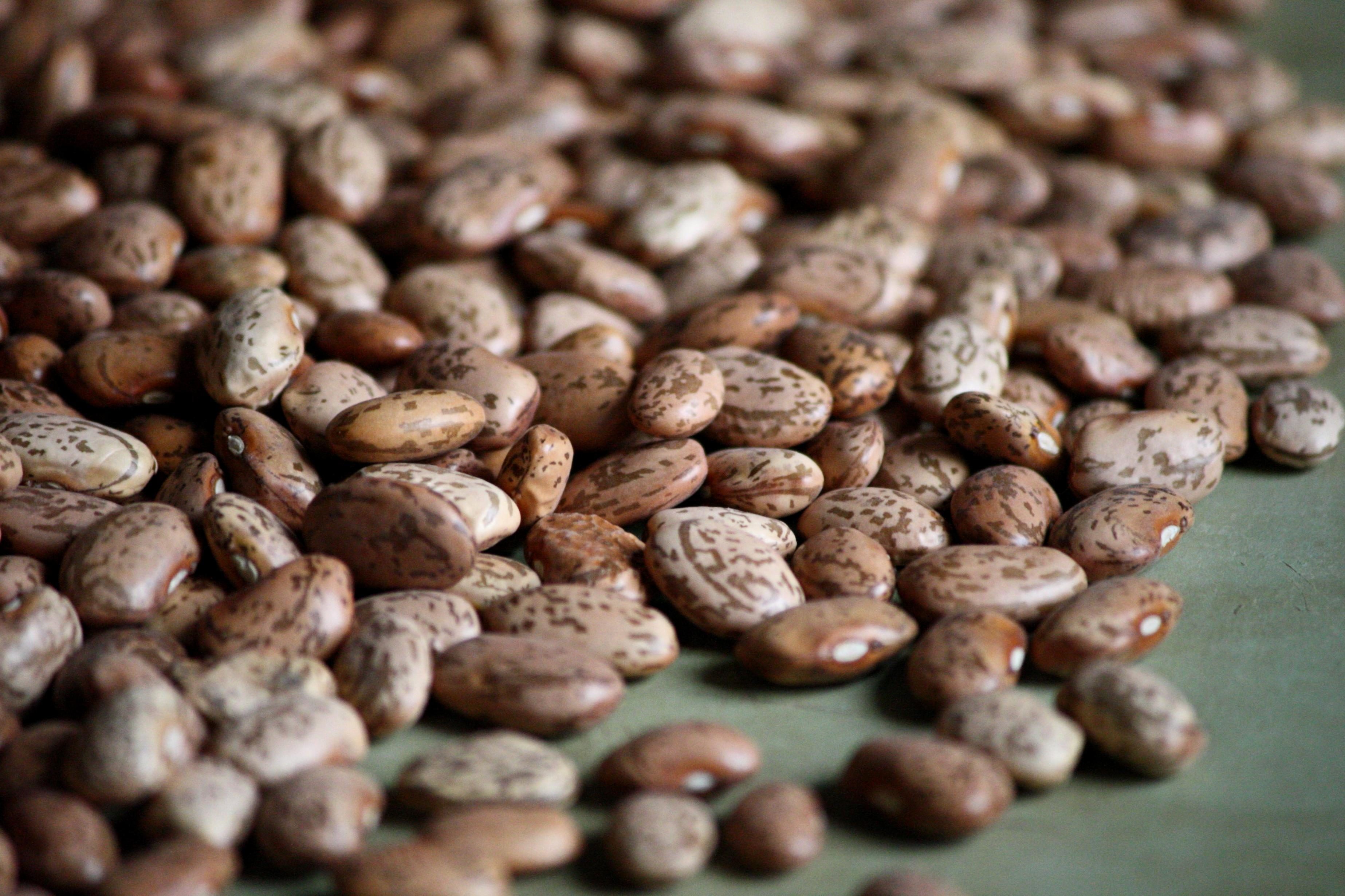 Incomplete protein - A pile of dried pinto beans.