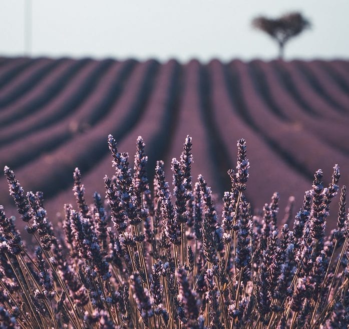 lavender field -beautiful