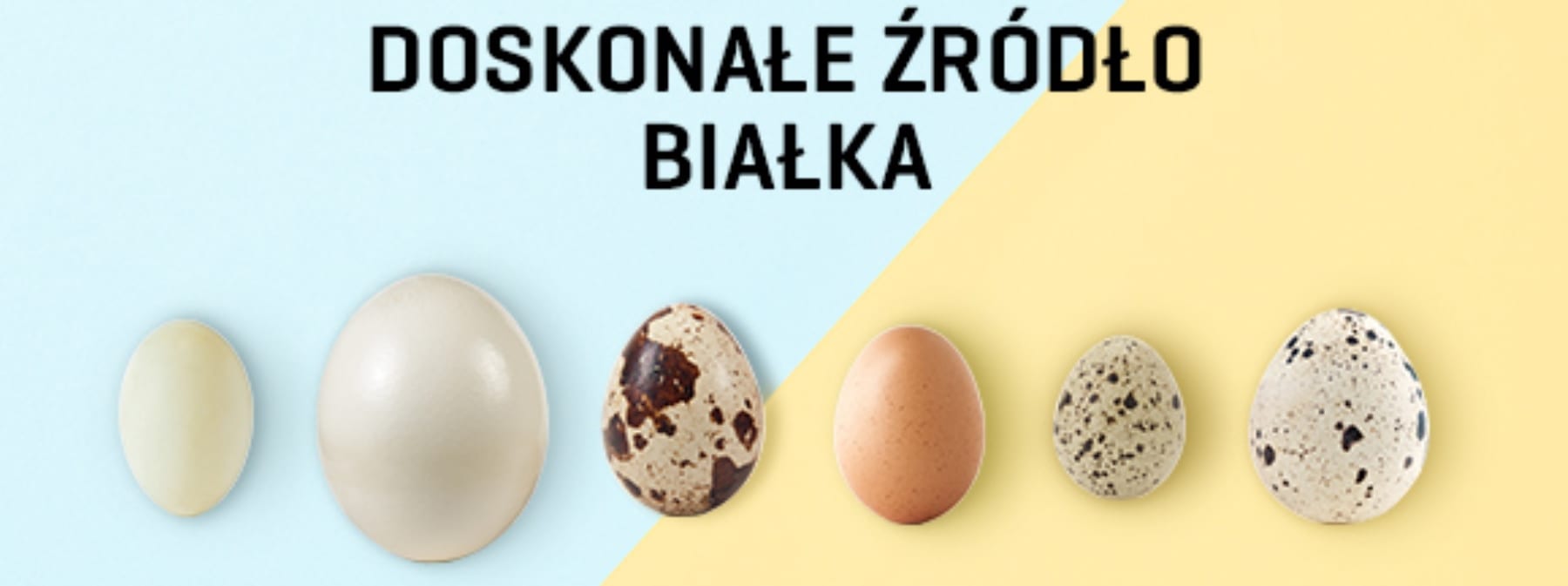 Jaja – doskonałe źródło białka | Jedz jaka na zdrowie | Źródło witamin
