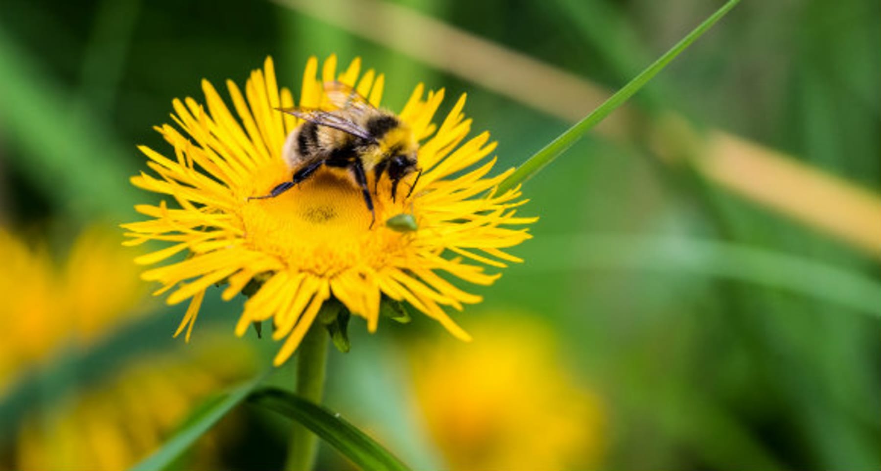 Pyłek pszczeli | Korzyści, opinie, zastosowanie | Miód | Naturalne słodziki