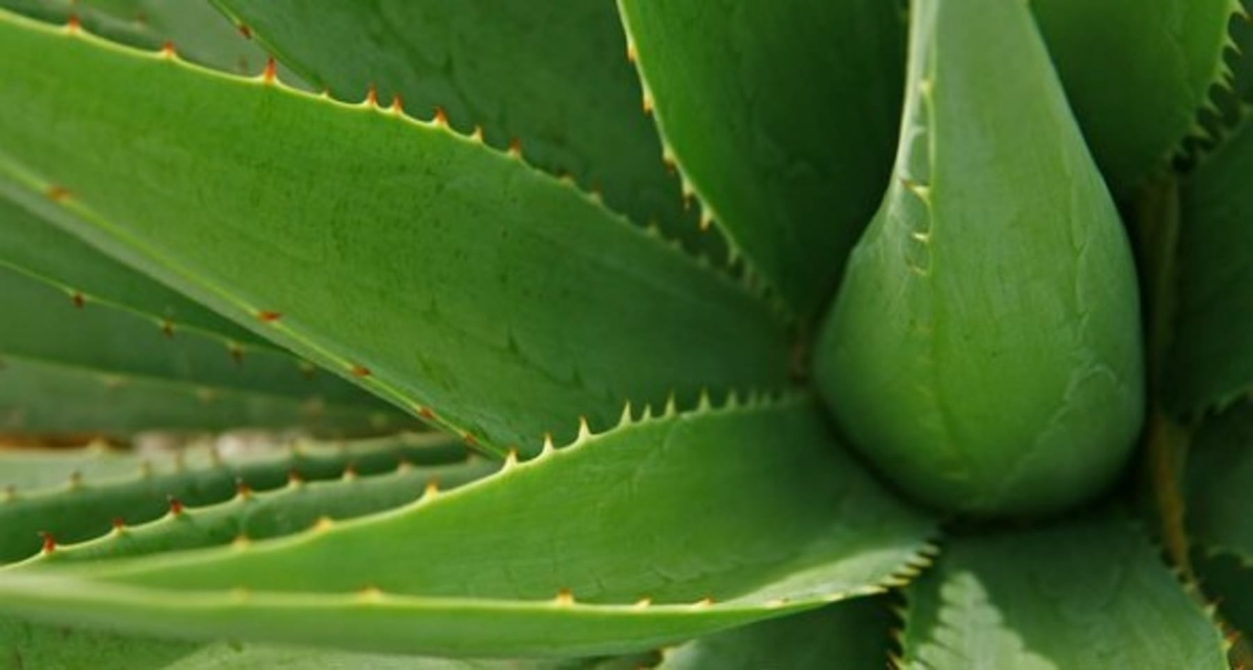 Aloes Zwyczajny | Jakie są korzyści z jego suplementacji?