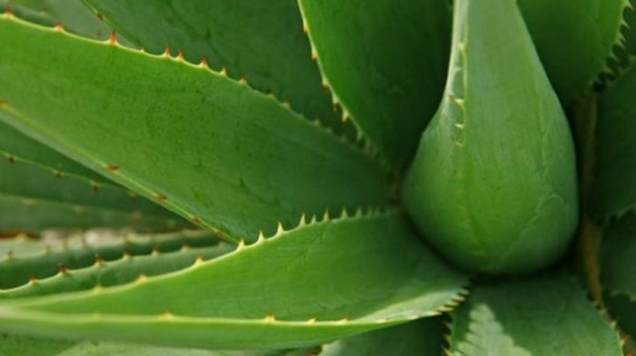 Aloes Zwyczajny | Jakie są korzyści z jego suplementacji?