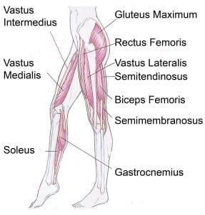 músculos da perna