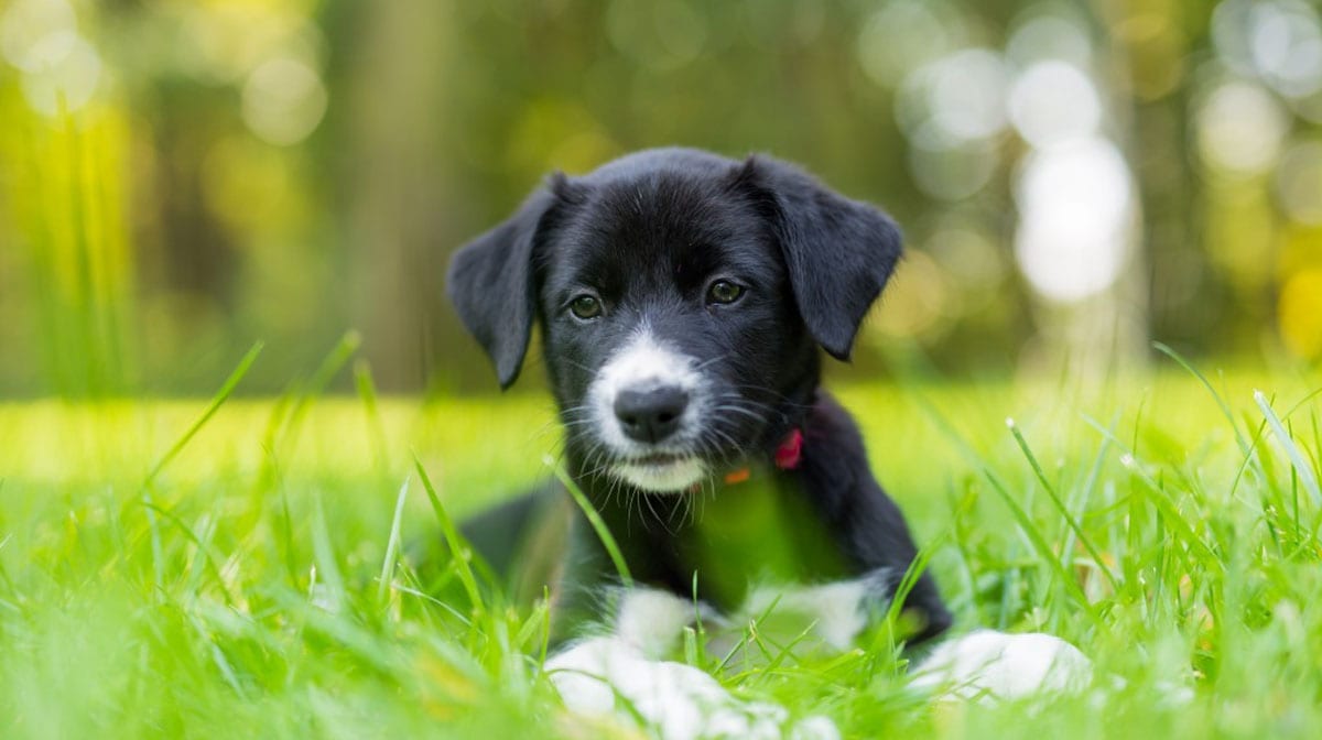 are snails bad for dogs to eat