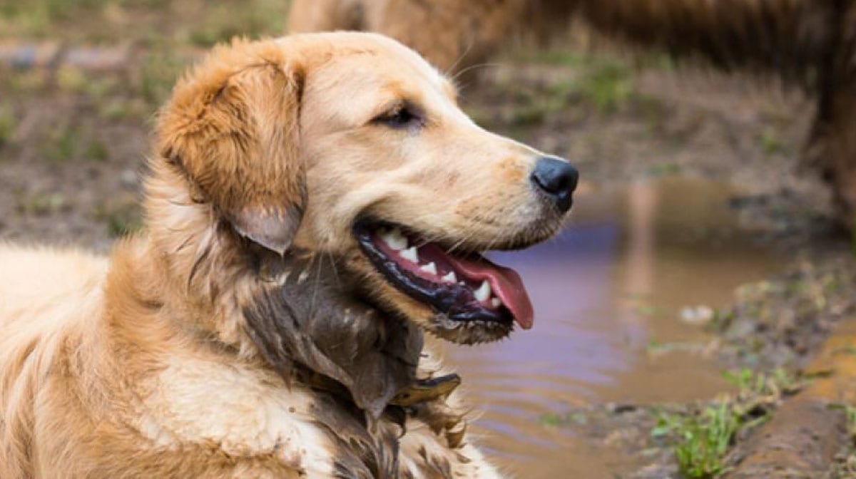 8 Tips For Cleaning Your dog Beta® Breeder Purina