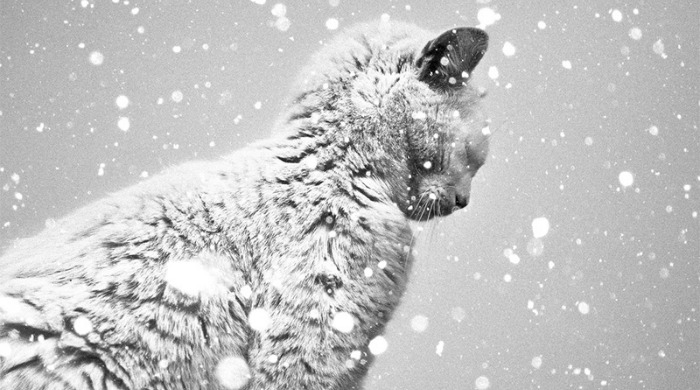 Benoit Courti Photography - a cat surrounded by falling snow.