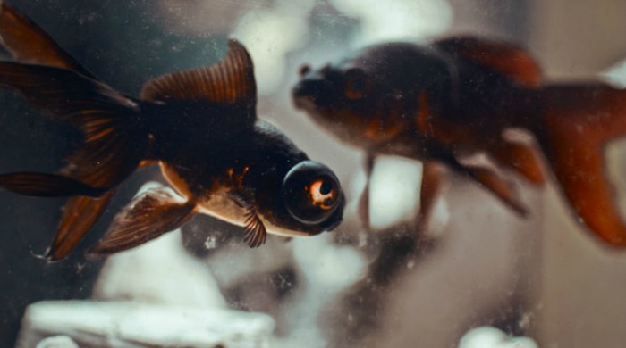 A close up of two goldfish in a tank by Raphaël Année.