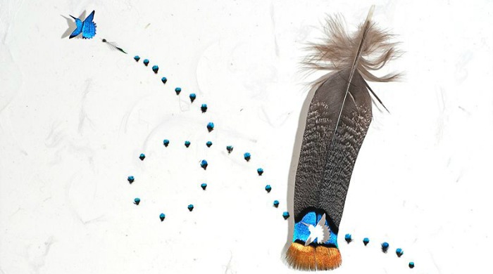 Feather art depicting a hummingbird by Chris Maynard.