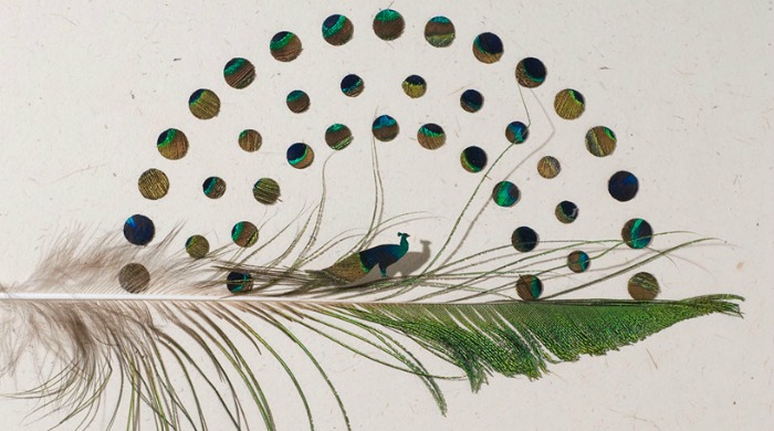 Feather art depicting a peacock by Chris Maynard.