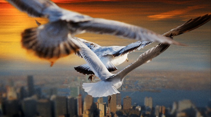 Seagulls flying over a city by Howard Lau.