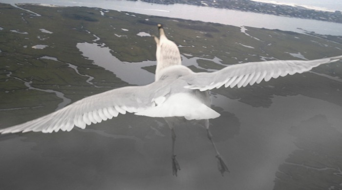 A seagull flying over marshland by Howard Lau.