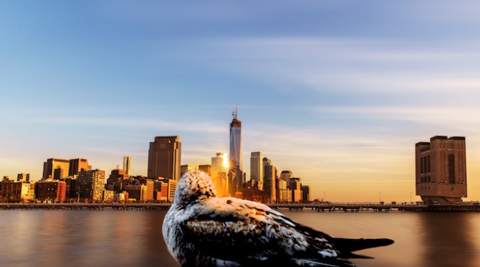 A bird on the ground observing a city by Howard Lau.