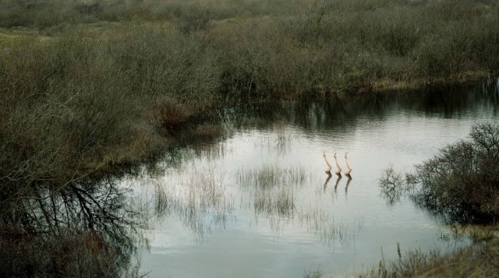 Mannequin legs posed in a river by Jean-Baptiste Courtier.