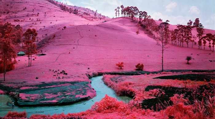 A pink hillside with cows grazing on it from 'Infra' by Richard Mosse.