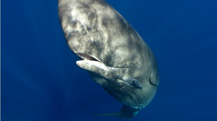 A sperm whale by Ellen Cuylaerts.