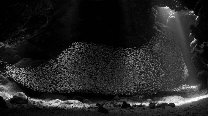 A large shoal of fish in an underwater cave by Ellen Cuylaerts.