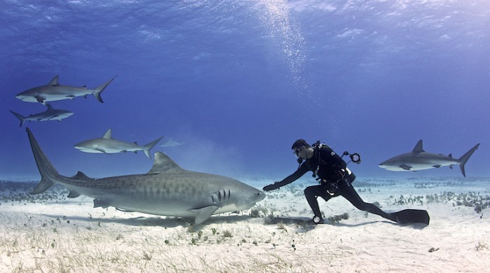 A scuba diver with a group of sharks by Ellen Cuylaerts.