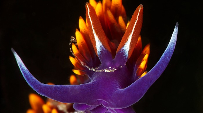 A purple sea slug by Ellen Cuylaerts.