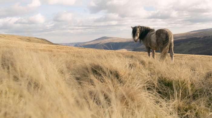 A wild pony in a large valley in Wales by Finn Beales.
