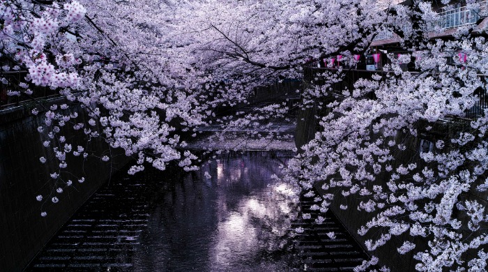 Blossom trees over a river by Noisy Paradise.