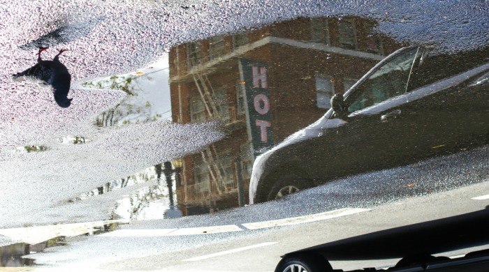 A hotel reflected in a puddle next to a pidgeon by Angela May Chen.