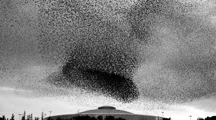 A flock of birds in the sky from 'Murmur' by Richard Barnes.