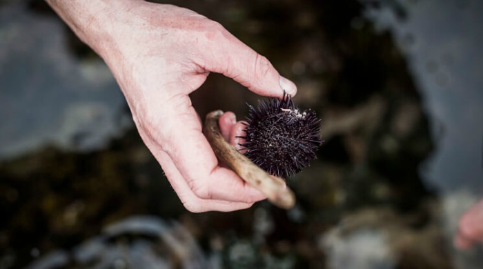 A hand holding a sea urchin.