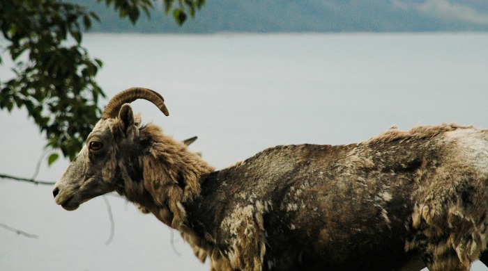 A mountain goat by Heather Grieve.
