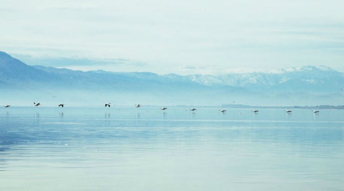 Geese flying over a lake by Julia Robbs.