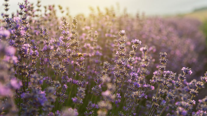 The Benefits of Lavender | Sleep Tips with Sammy Margo